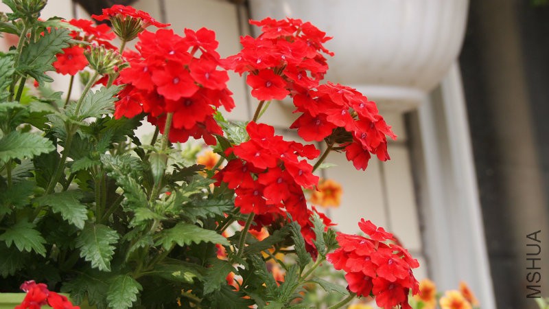 ��**�ε���Ů