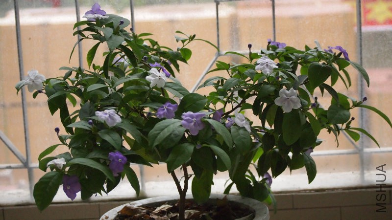 ԧ������