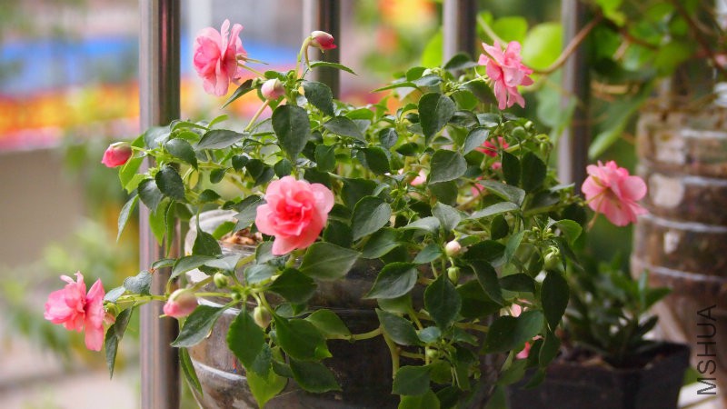 ��ɫ���ط�