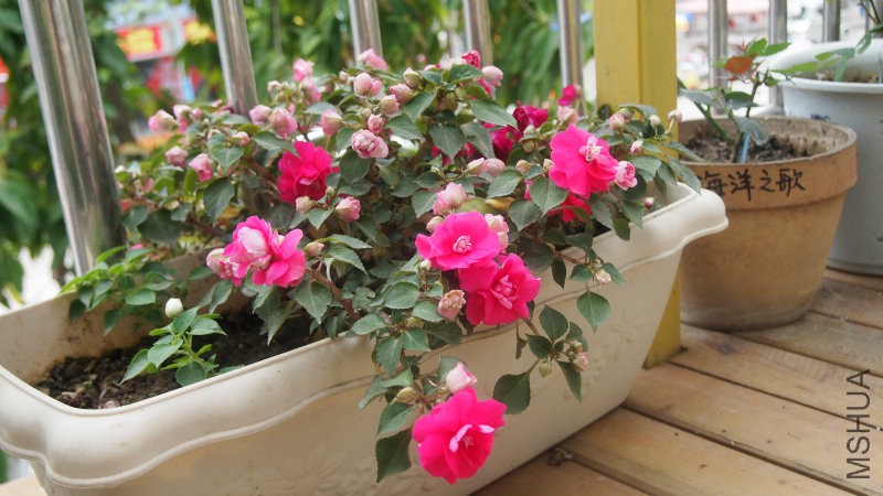 �����ط�