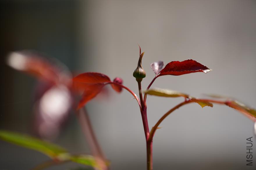 dsc_1834.jpg
