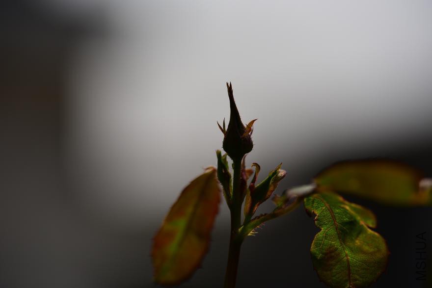 dsc_1835.jpg