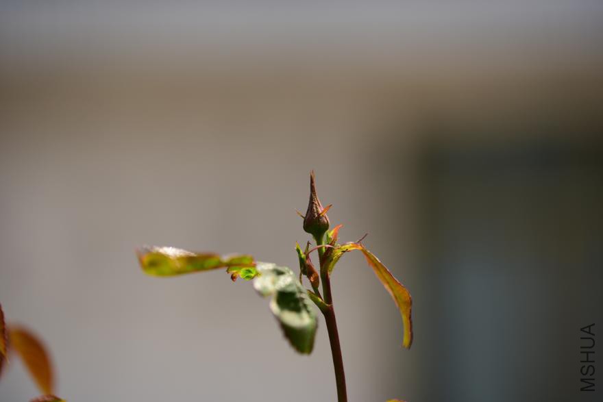 dsc_1836.jpg