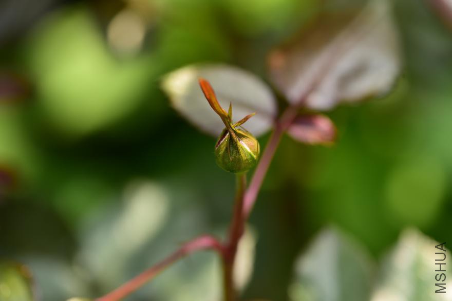 dsc_1839.jpg