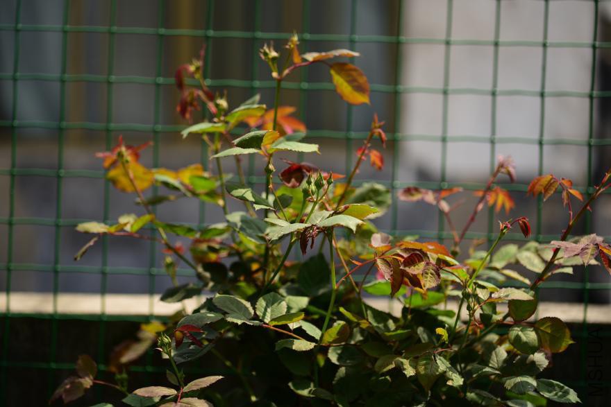 dsc_1845.jpg