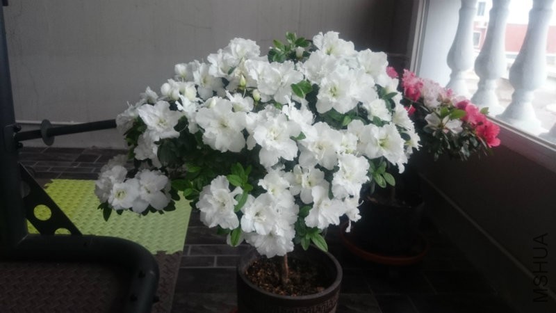 ��һ����������ο� �Ӳ����� ������������������ ����������ˮ���� ����PH6