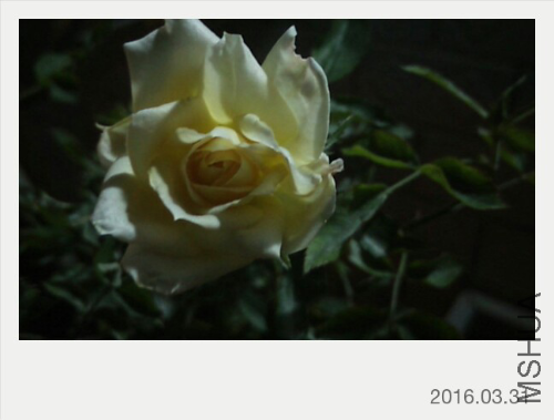 IMG20160331205854.jpg