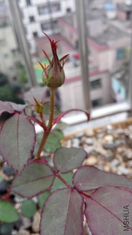 QQͼƬ20160401101835.jpg