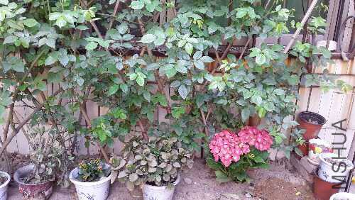 20160401_102631.jpg