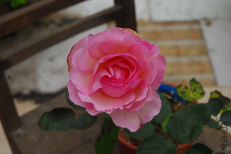 DSC_0258_����.jpg