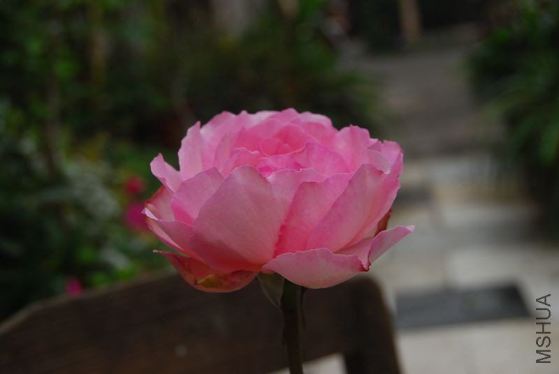 DSC_0259_����.jpg