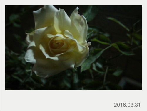 IMG20160331205854.jpg