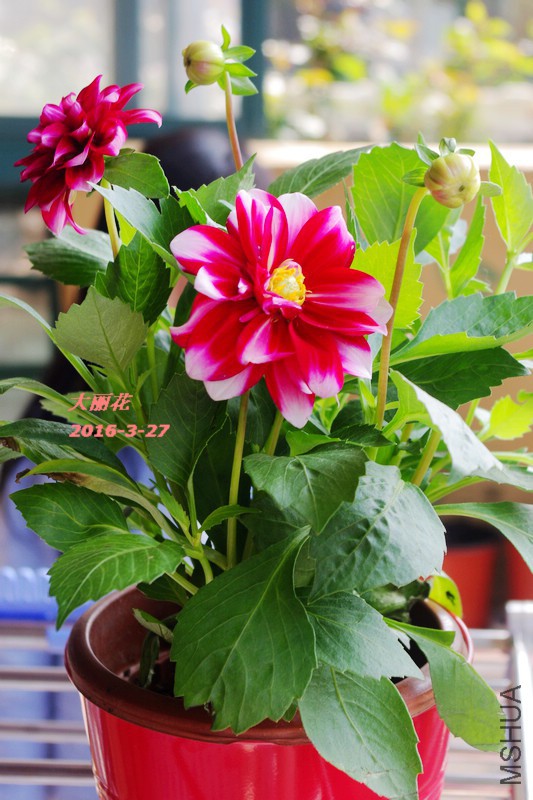 IMGP5913.jpg