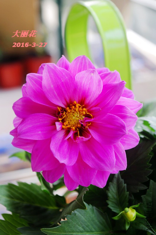 IMGP5922.jpg