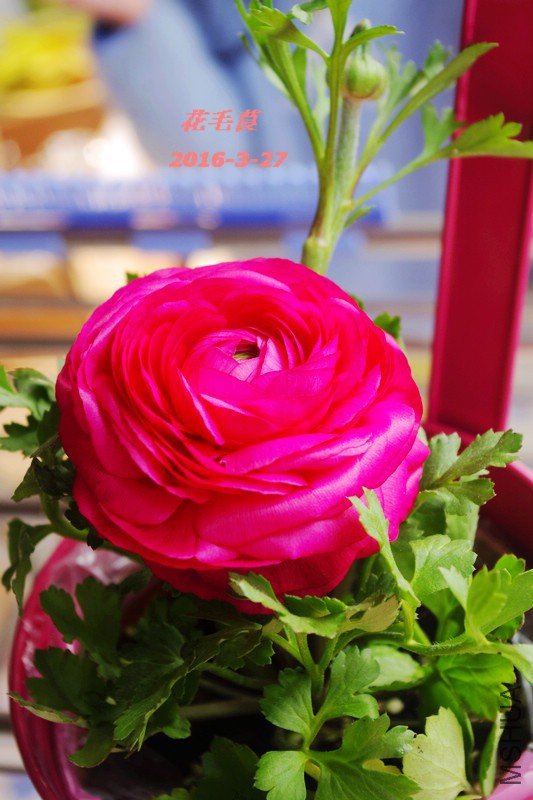 IMGP5916.jpg