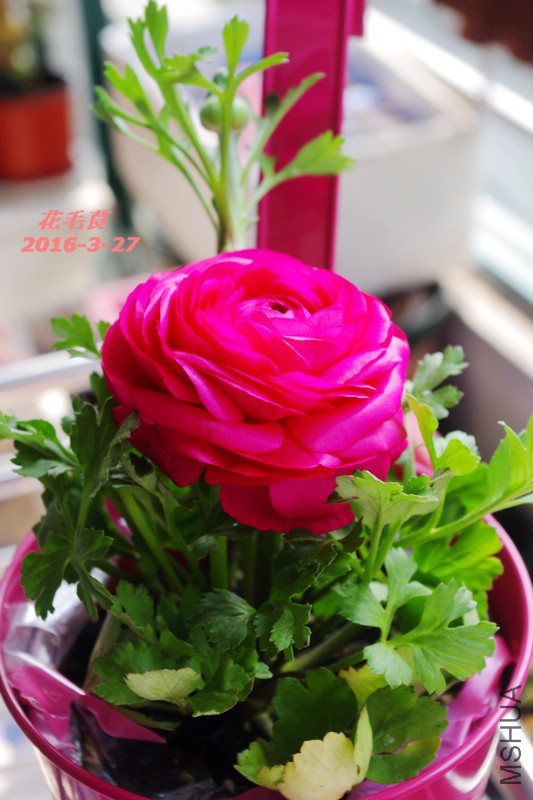 IMGP5914.jpg