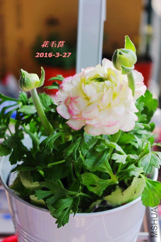 IMGP5918.jpg