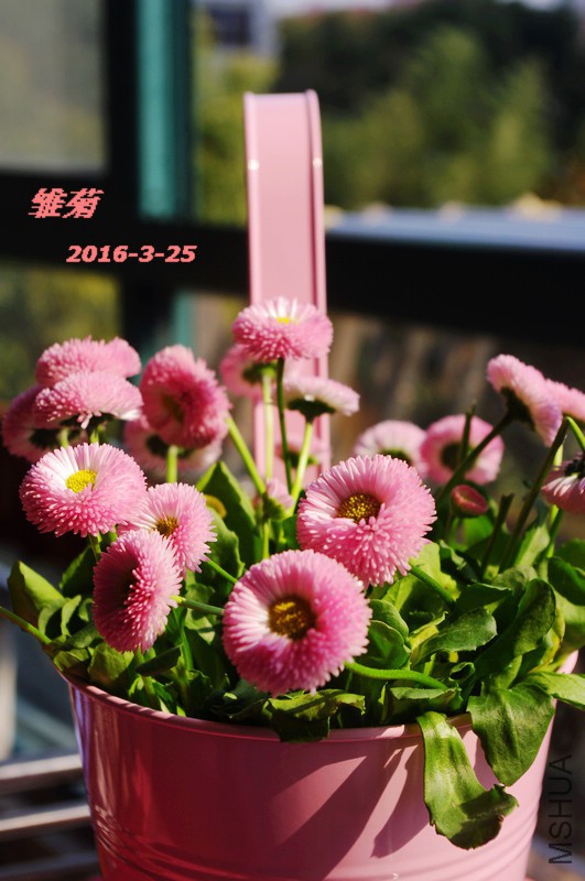 IMGP5902.jpg