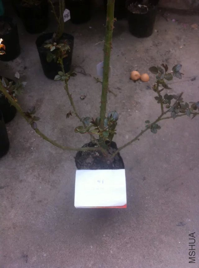 psb (1).jpg