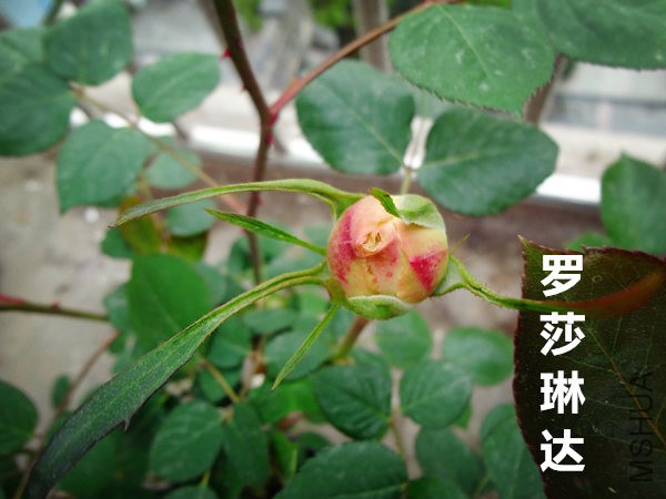 DSC05391_����.jpg