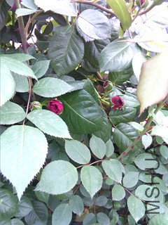 IMG_20160401_111714_����.jpg