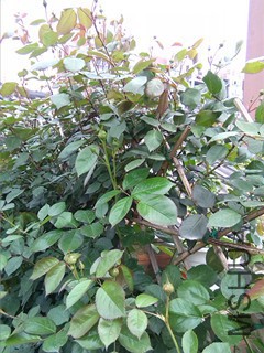 IMG_20160401_111504_����.jpg