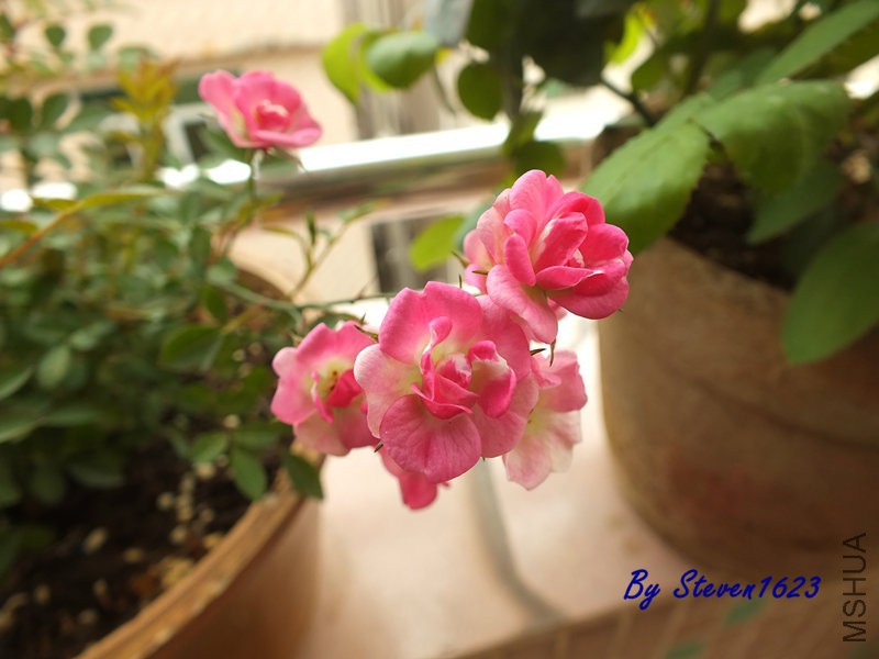 DSCF9590.JPG