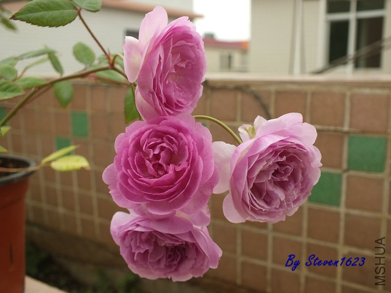 DSCF9606.JPG