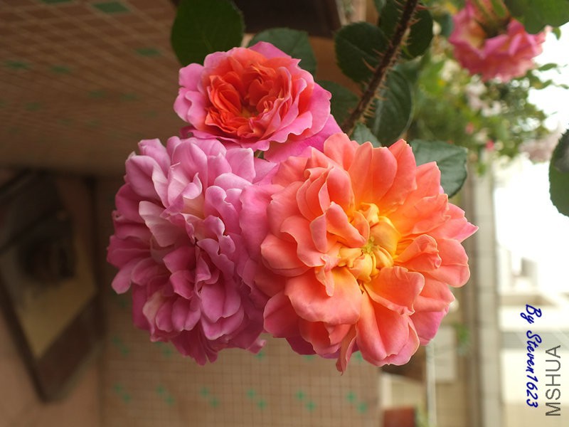 DSCF9649.JPG