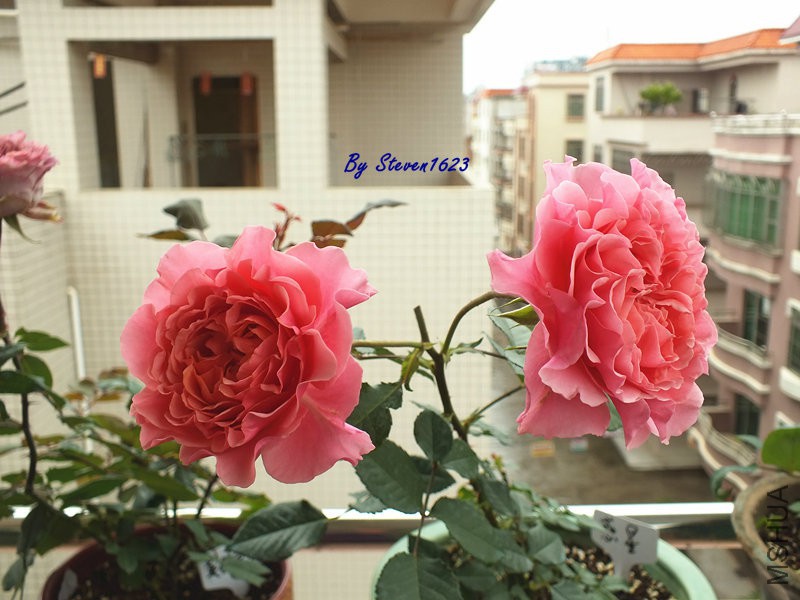 DSCF9701.JPG