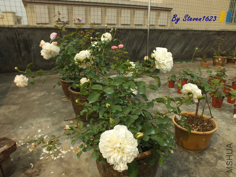 DSCF9749.JPG