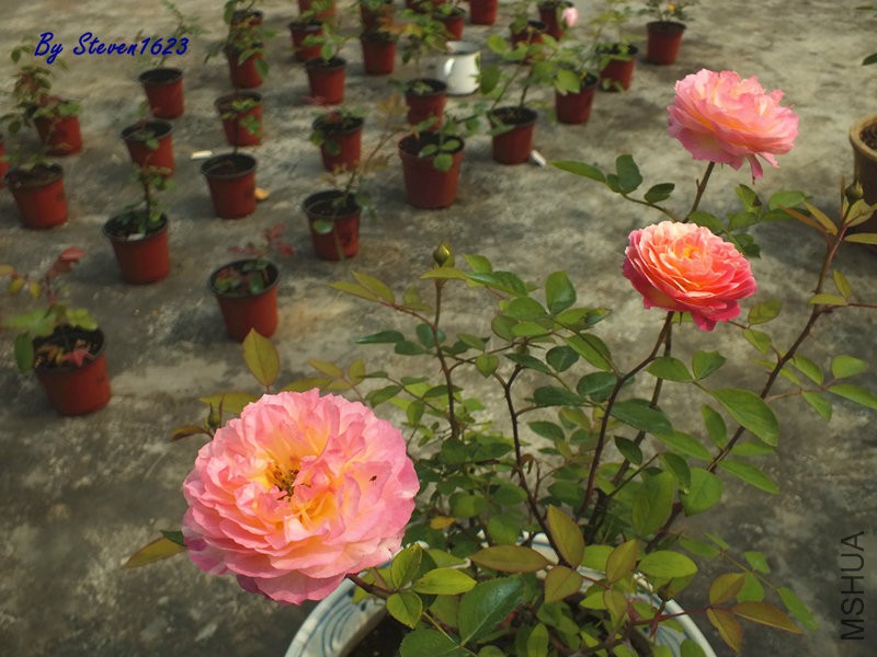 DSCF9762.JPG