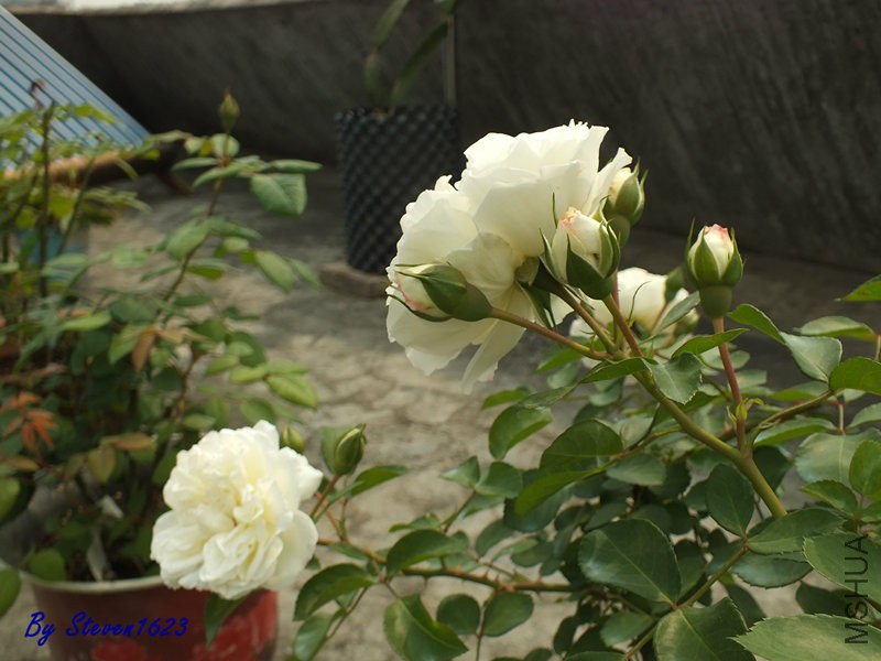 DSCF9774.JPG