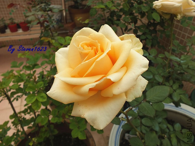 DSCF9730.JPG
