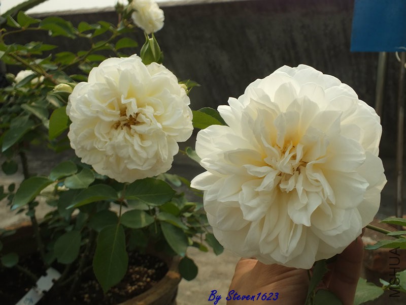 DSCF9772.JPG