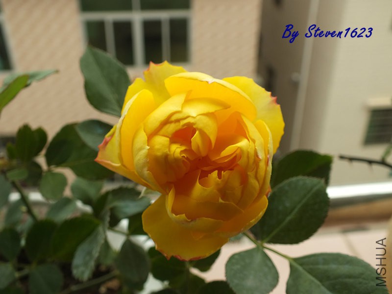 DSCF9650.JPG