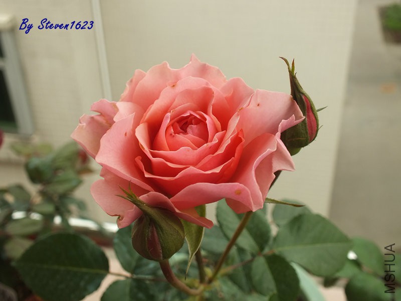 DSCF9661.JPG