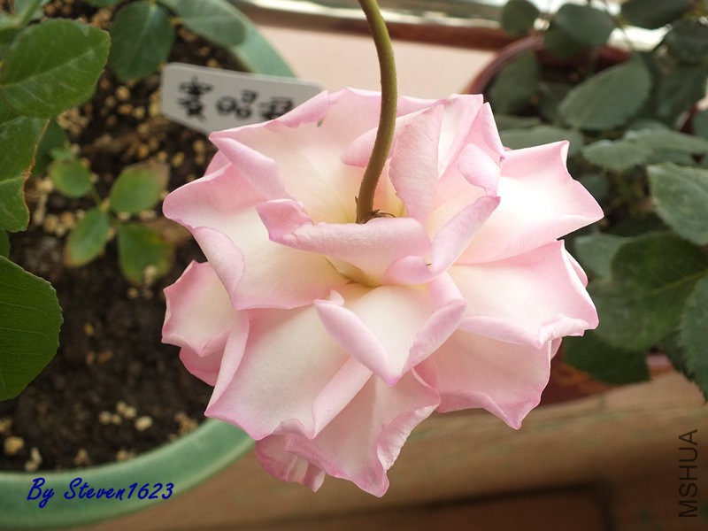 DSCF9689.JPG