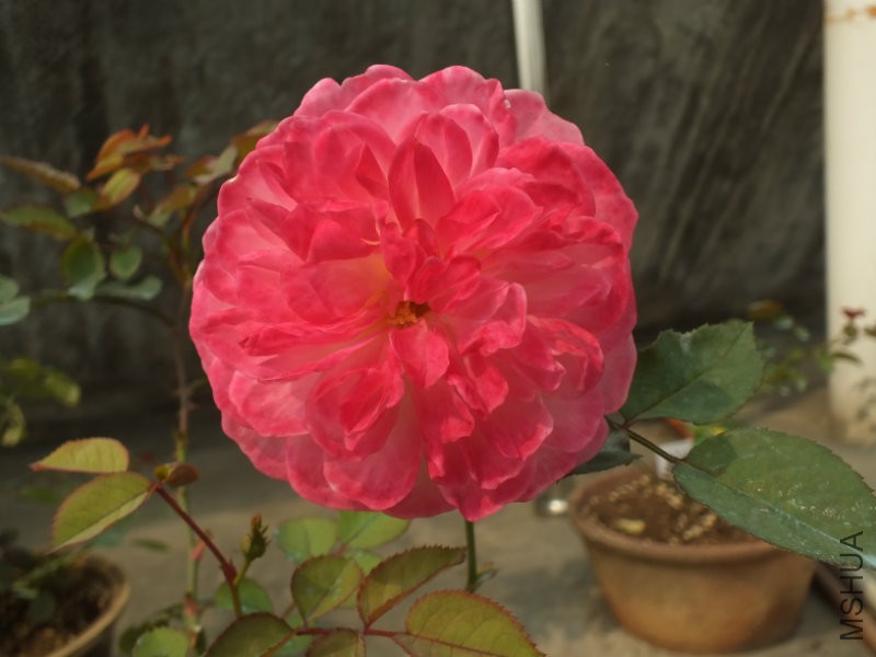 DSCF9775.JPG