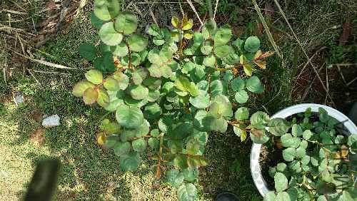 20160401_102132.jpg