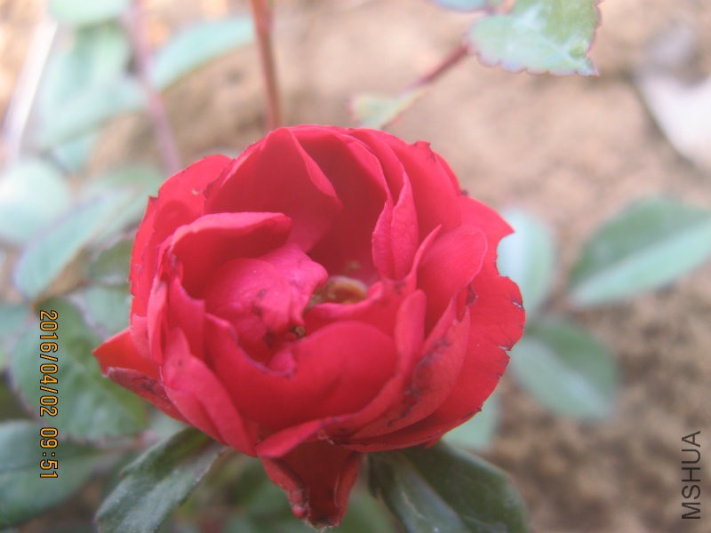 IMG_7299.JPG