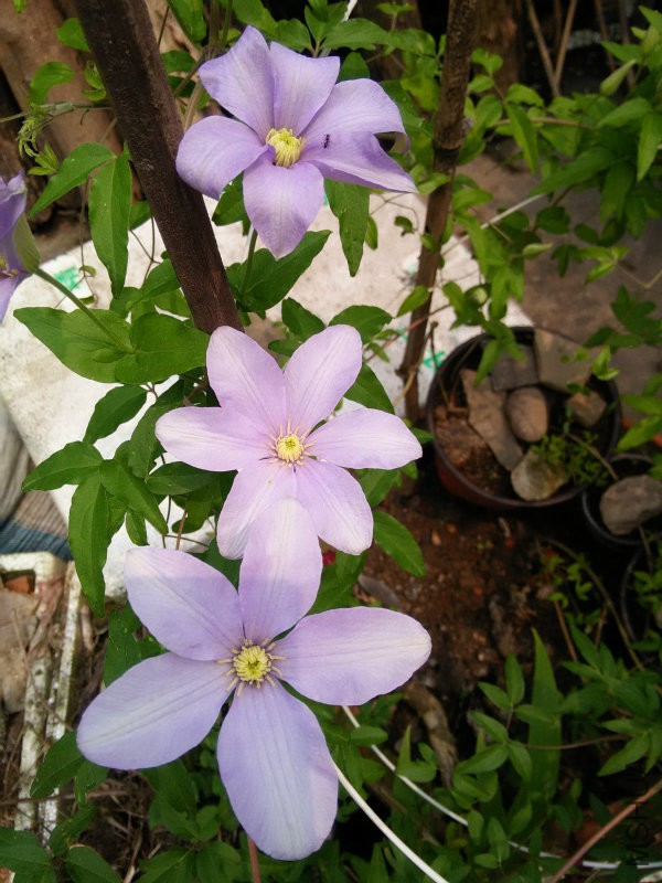 IMG20160402123046.jpg