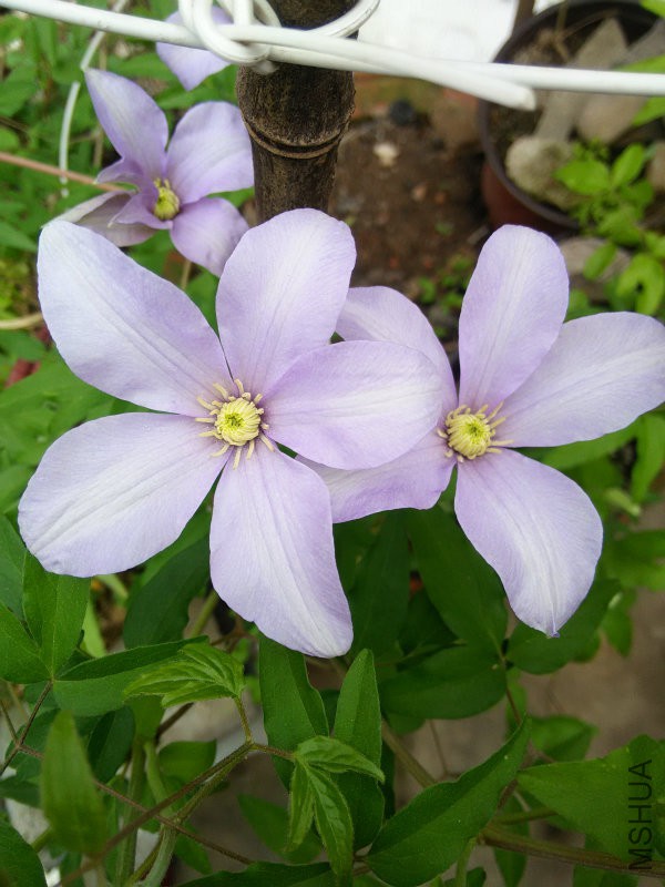 IMG20160402123157.jpg
