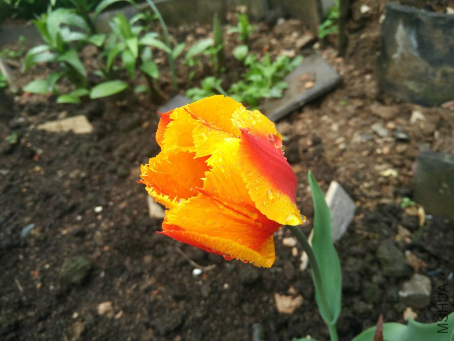 IMG_20160402_122546.jpg