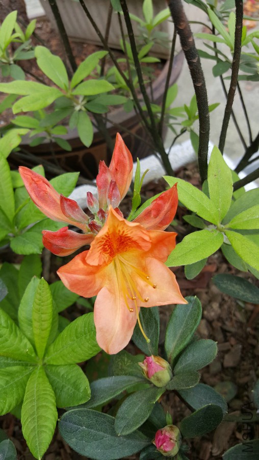 20160402_094005.jpg