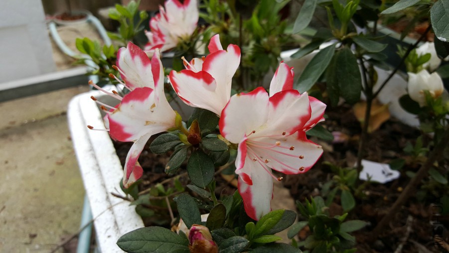 20160402_110152.jpg
