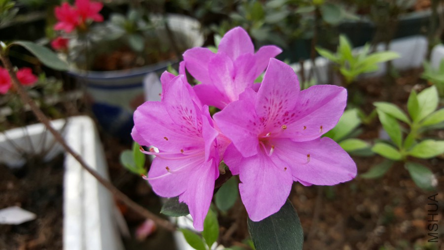 20160402_110232.jpg