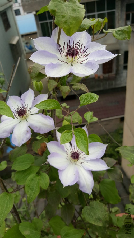 20160402_095642.jpg