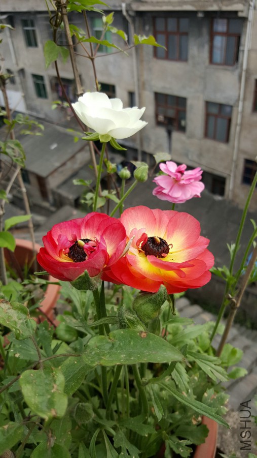 20160402_095755.jpg