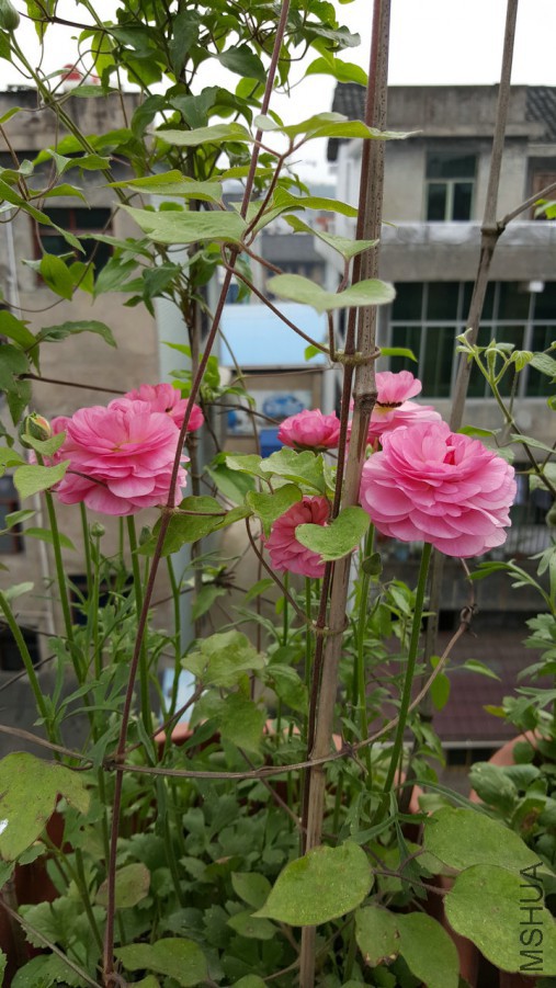 20160402_095829.jpg